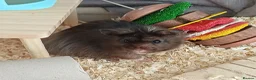 Hamster rodents for sale: Long haired hamster for rehoming in Canvey Island - Advert 1