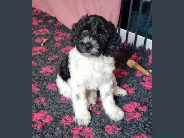 Cockapoo dogs Adorable black & white Cockapoo boy - Advert 3