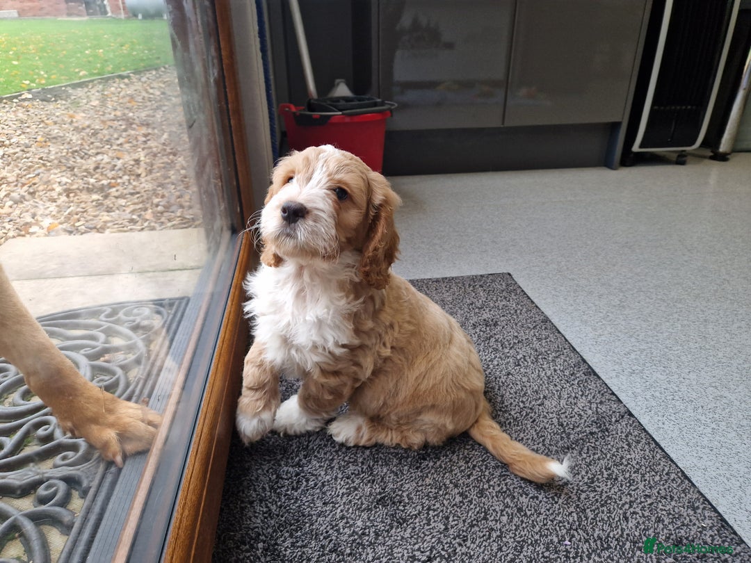 Cockapoo dogs for sale: LAST F1 GOLDEN H/TESTED COCKAPOO BOY READY NOW - Advert 6