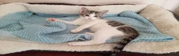 Mixed Breed cats for sale: Mixed litter of kittens in Wigan - Advert 5