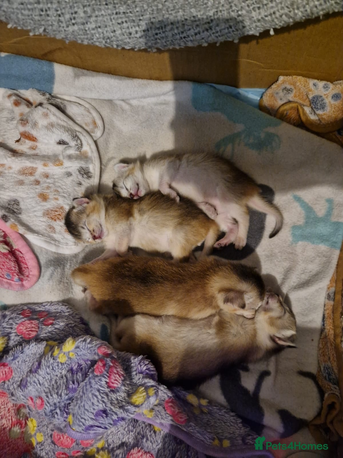 Abyssinian cats Silver Abyssinian kittens - GCCF - Home raised - Advert 1