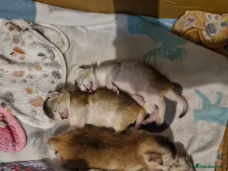 Abyssinian cats Silver Abyssinian kittens - GCCF - Home raised - Advert 1