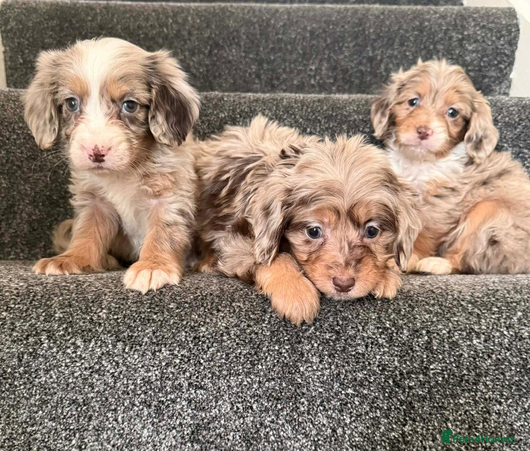 Cockapoo dogs for sale: Outstanding puppies are ready go to  - Advert 6