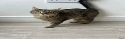 Mixed Breed cats for sale: Spayed cat - Advert 3