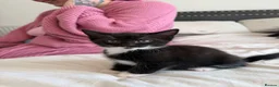 Mixed Breed cats for sale: Kittens  - Advert 13