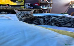 Bengal cats for sale: Sensational Silver Bengal boy requires new family  - Image 16