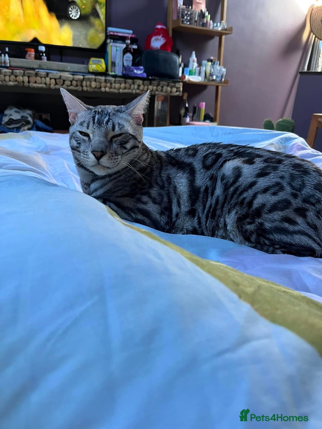 Bengal cats for sale: Sensational Silver Bengal boy requires new family  - Image 16