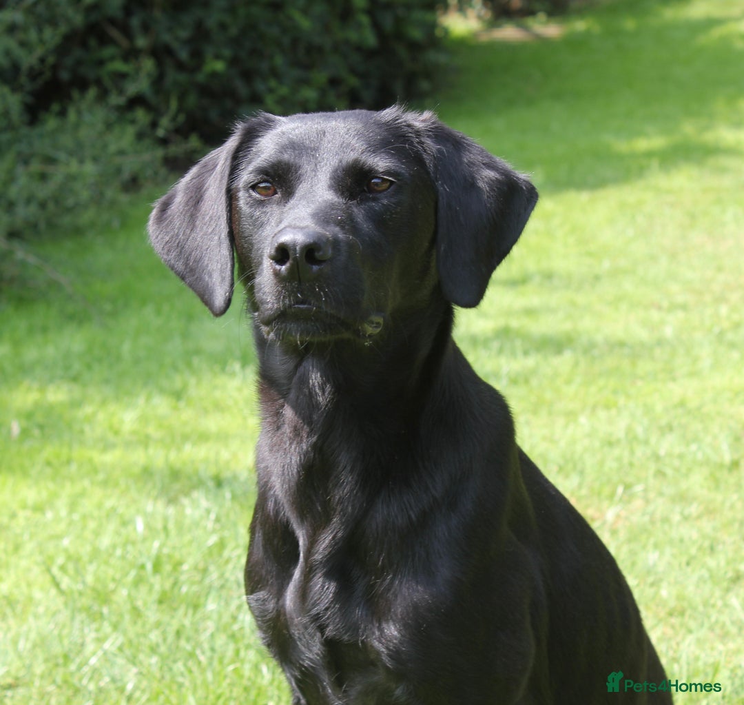 Labrador Retriever dogs for sale: FTCH SIRED LABRADOR PUPS - Image 6