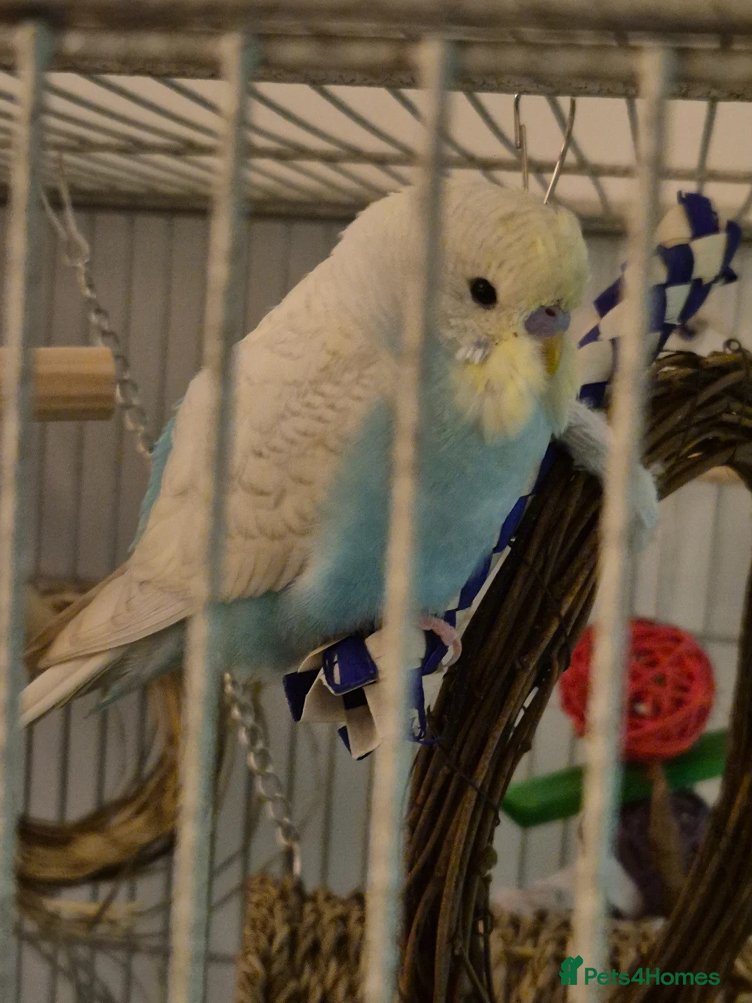 Budgerigars birds for sale: Young Male Budgie  - Advert 1