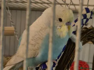 Budgerigars birds Young Male Budgie - Advert 10