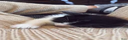 British Shorthair cats for sale: Kittens and mother  - Advert 5