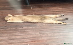 Scottish Fold cats for sale: Rare brown gold chinchilla girl  ready now x - Image 8