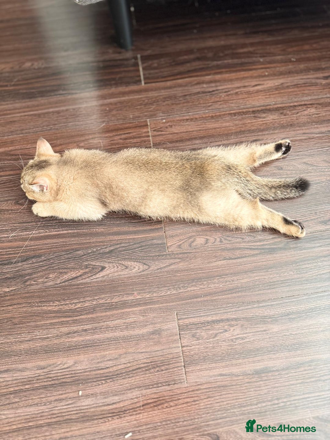 Scottish Fold cats for sale: Rare brown gold chinchilla girl  ready now x - Image 8