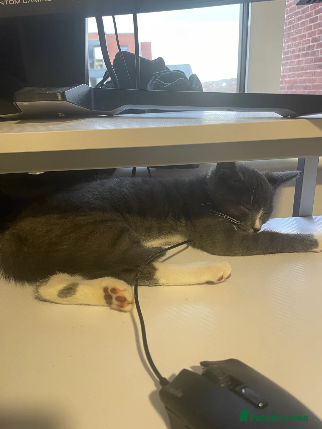 Mixed Breed cats for sale: Lovely Male Kitten - Advert 6