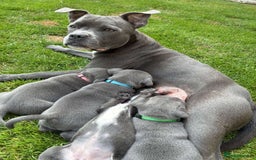 Staffordshire Bull Terrier dogs for sale: Blue Staffordshire Bull Terrier Puppies KC reg - Image 2