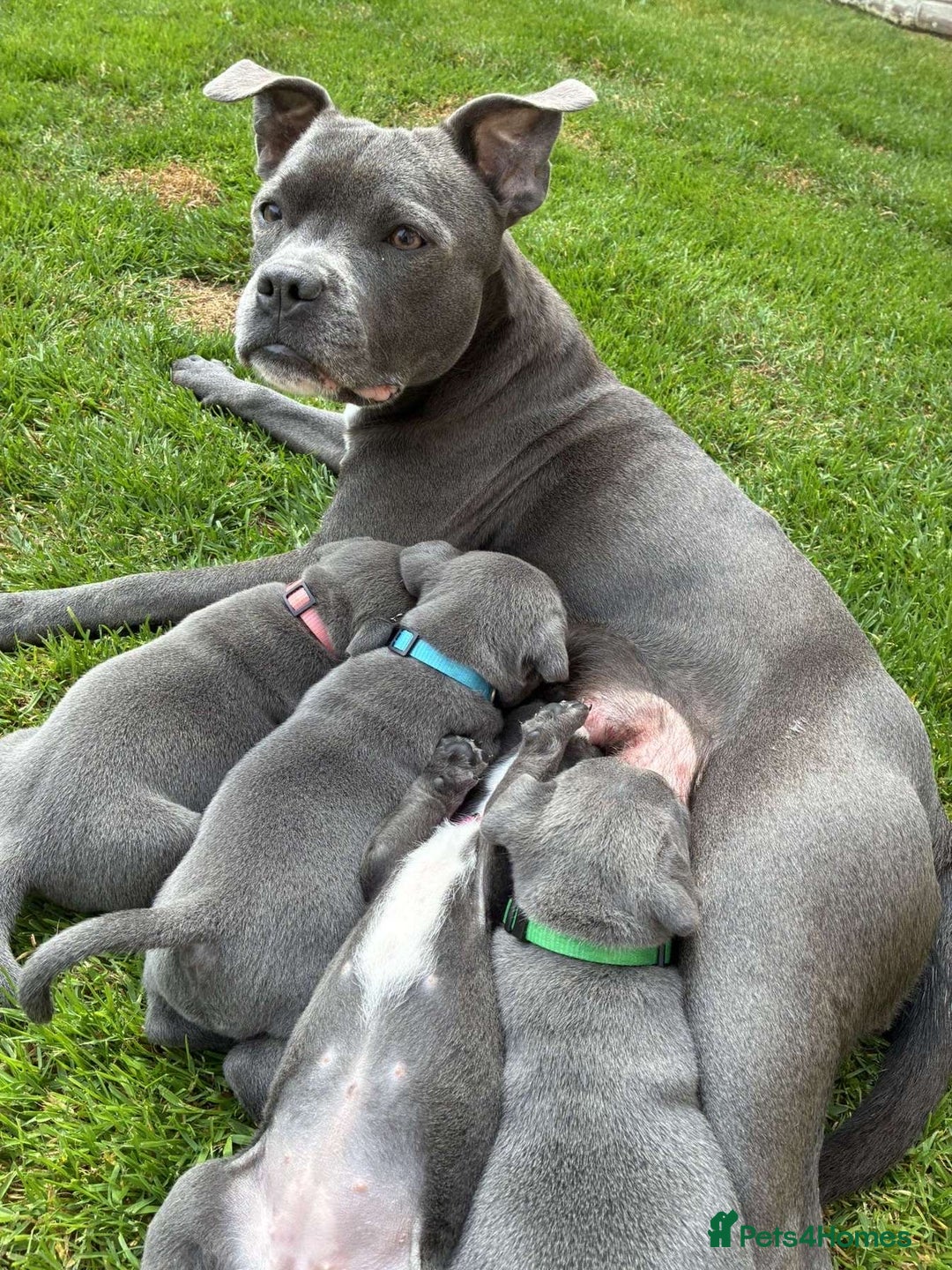Staffordshire Bull Terrier dogs for sale: Blue Staffordshire Bull Terrier Puppies KC reg - Image 2