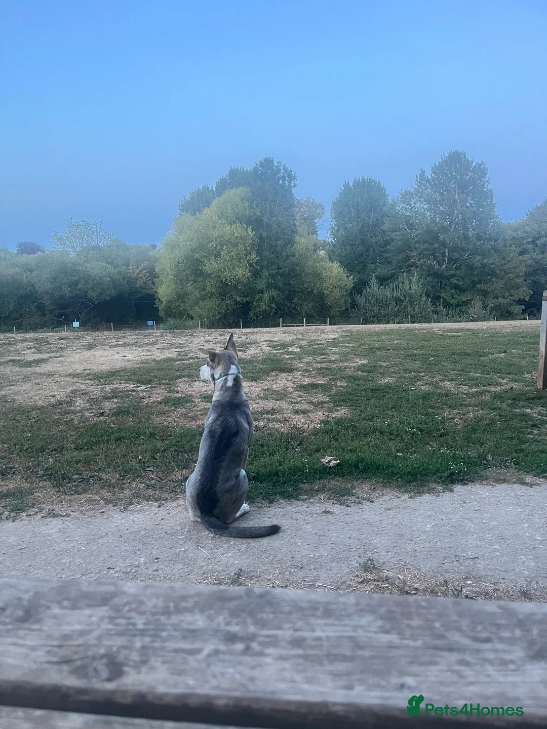 Mixed Breed dogs for sale: Luna Husky Cross - Advert 2