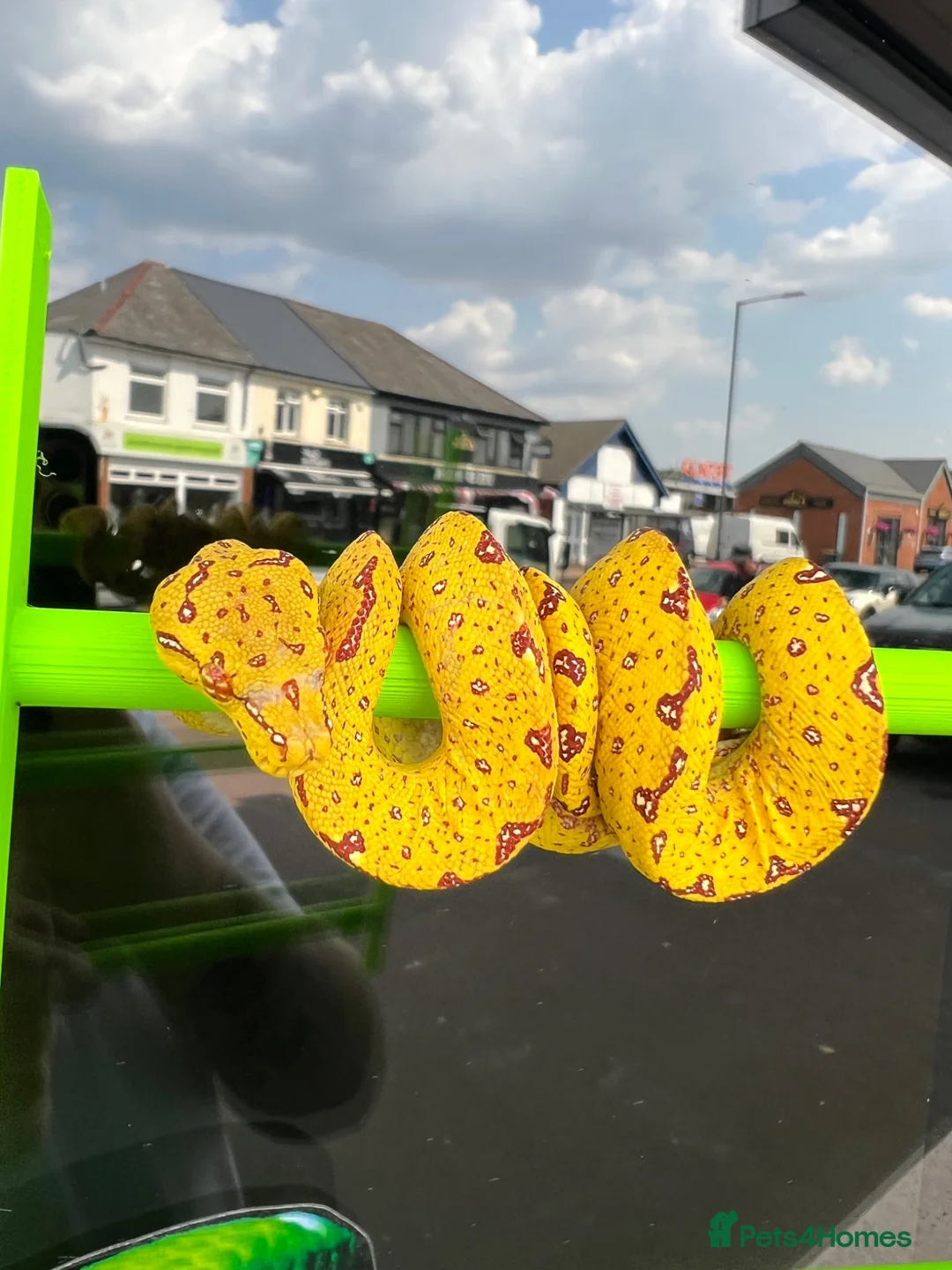 Python Snake reptiles for sale: Yellow Biak Green Tree Python For Sale - Advert 6