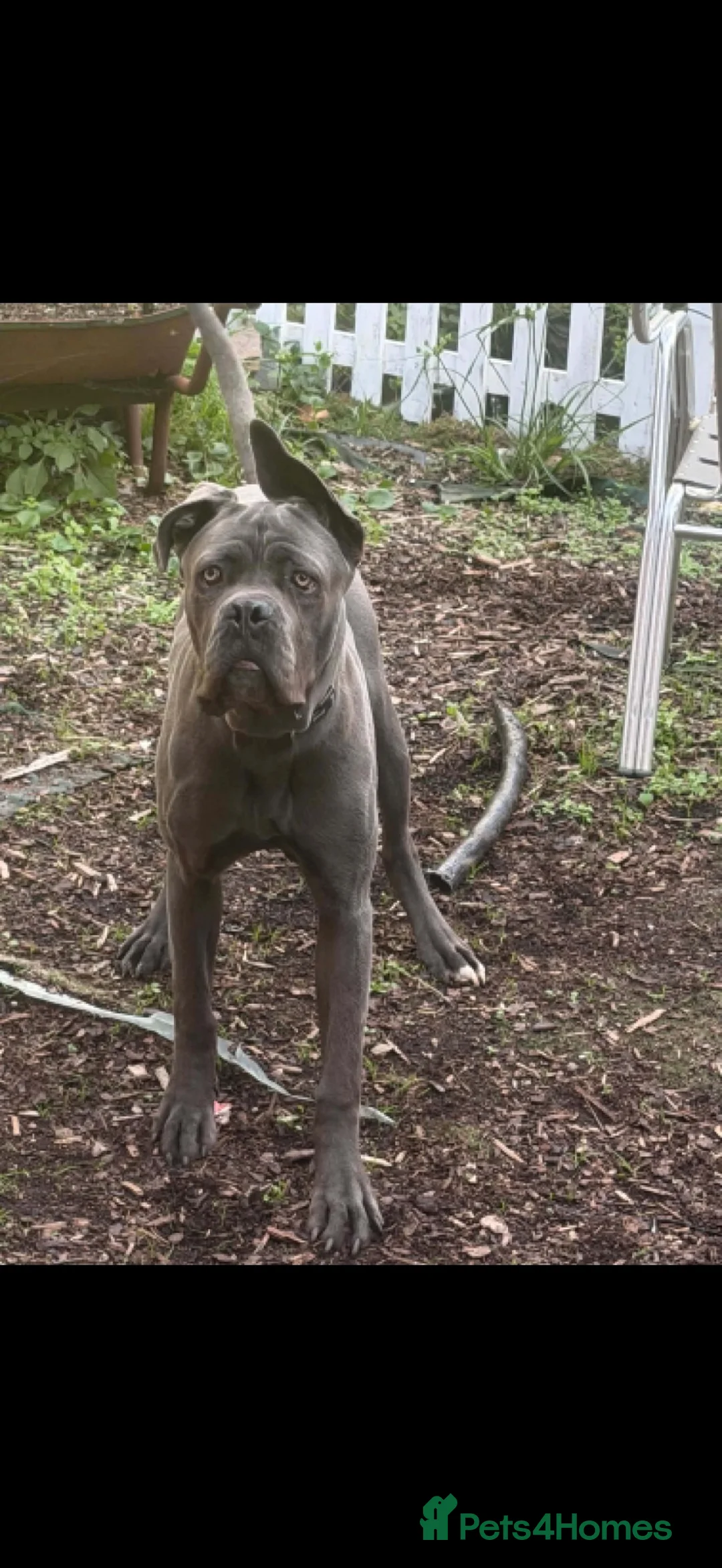 Cane Corso dogs for sale: Grey/blue cane corso boy  in Dudley - Advert 3