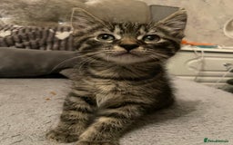 Mixed Breed cats for sale: Beautiful kittens  - Image 6