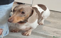 Dachshund dogs for sale: Beautiful isabella & tan piebald  in Peacehaven - Image 1