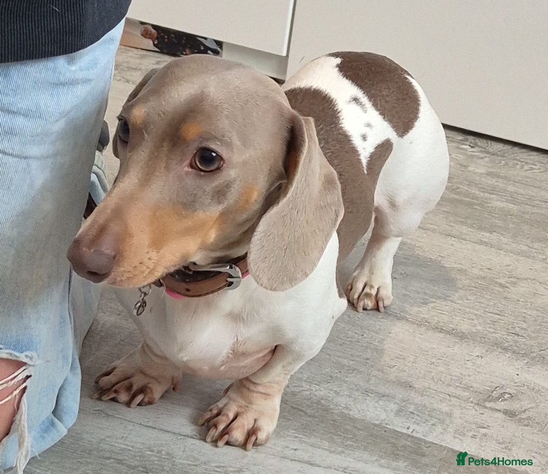 Dachshund dogs for sale: Beautiful isabella & tan piebald  in Peacehaven - Image 1