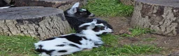 Goats livestock for sale: Disbudded Pygmy goats  - Advert 4