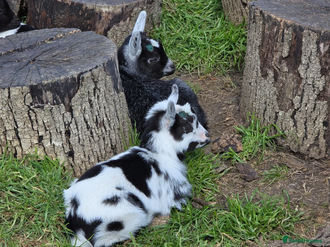 Goats livestock for sale: Disbudded Pygmy goats  - Advert 4