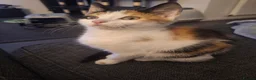 Mixed Breed cats for sale: Beautiful female Calico kitten - Advert 4