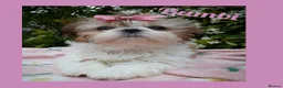 Shih Tzu dogs for sale: Available now - Tiny Imperial Shih tzu puppy Bambi - Advert 4
