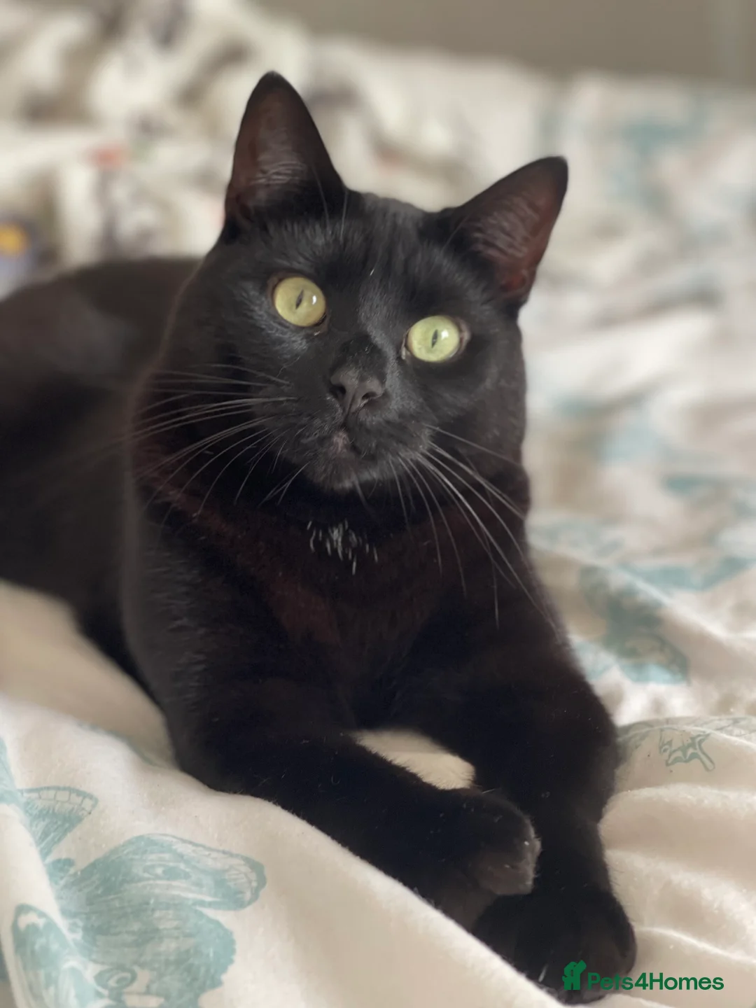 British Shorthair cats for sale: Adults cats  **  - Advert 5