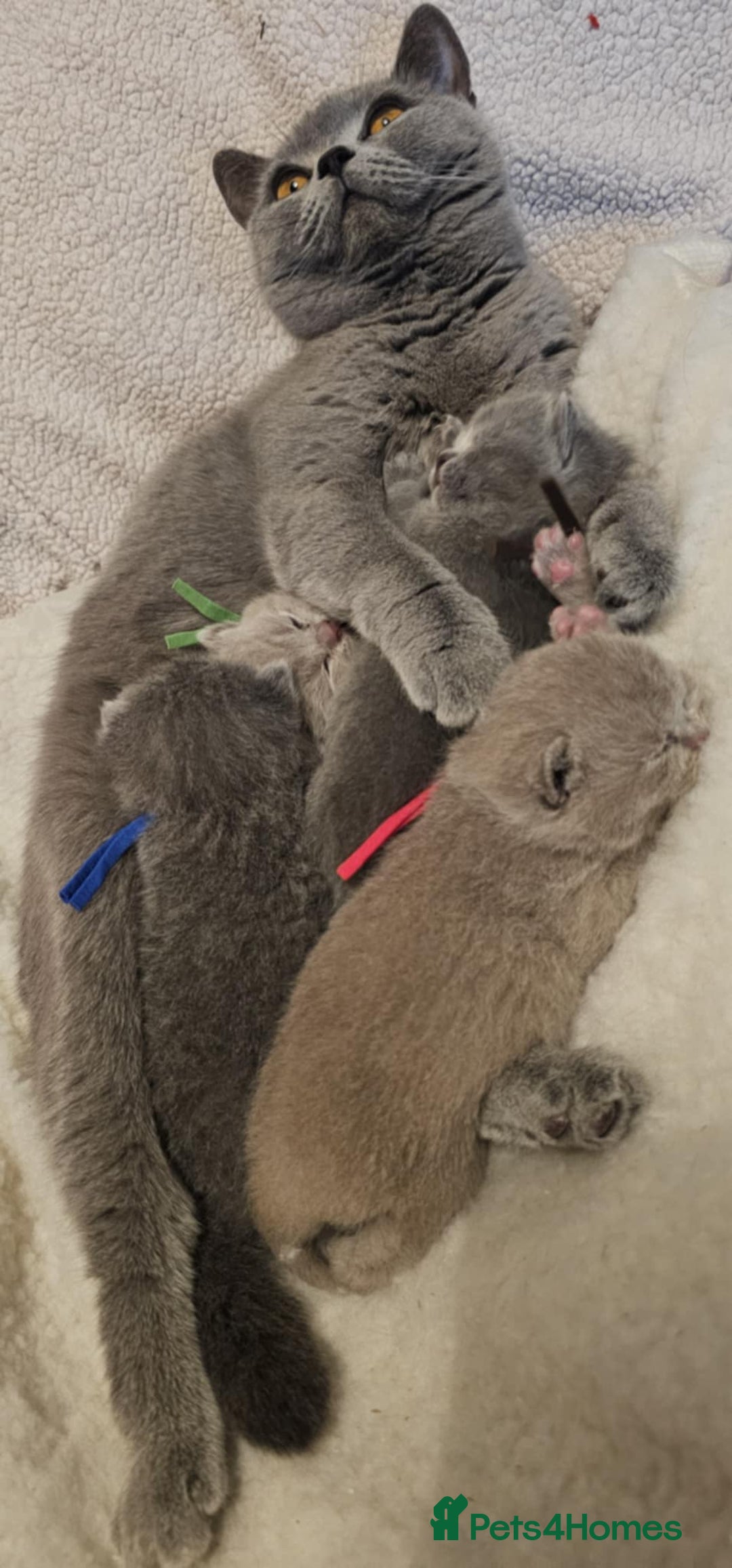 British Shorthair cats for sale: High-Quality British Shorthair Kittens GCCF🐾 - Advert 6