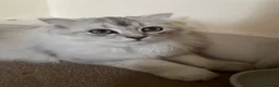 Scottish Fold cats for sale: Scottish Fold and straight  - Advert 12