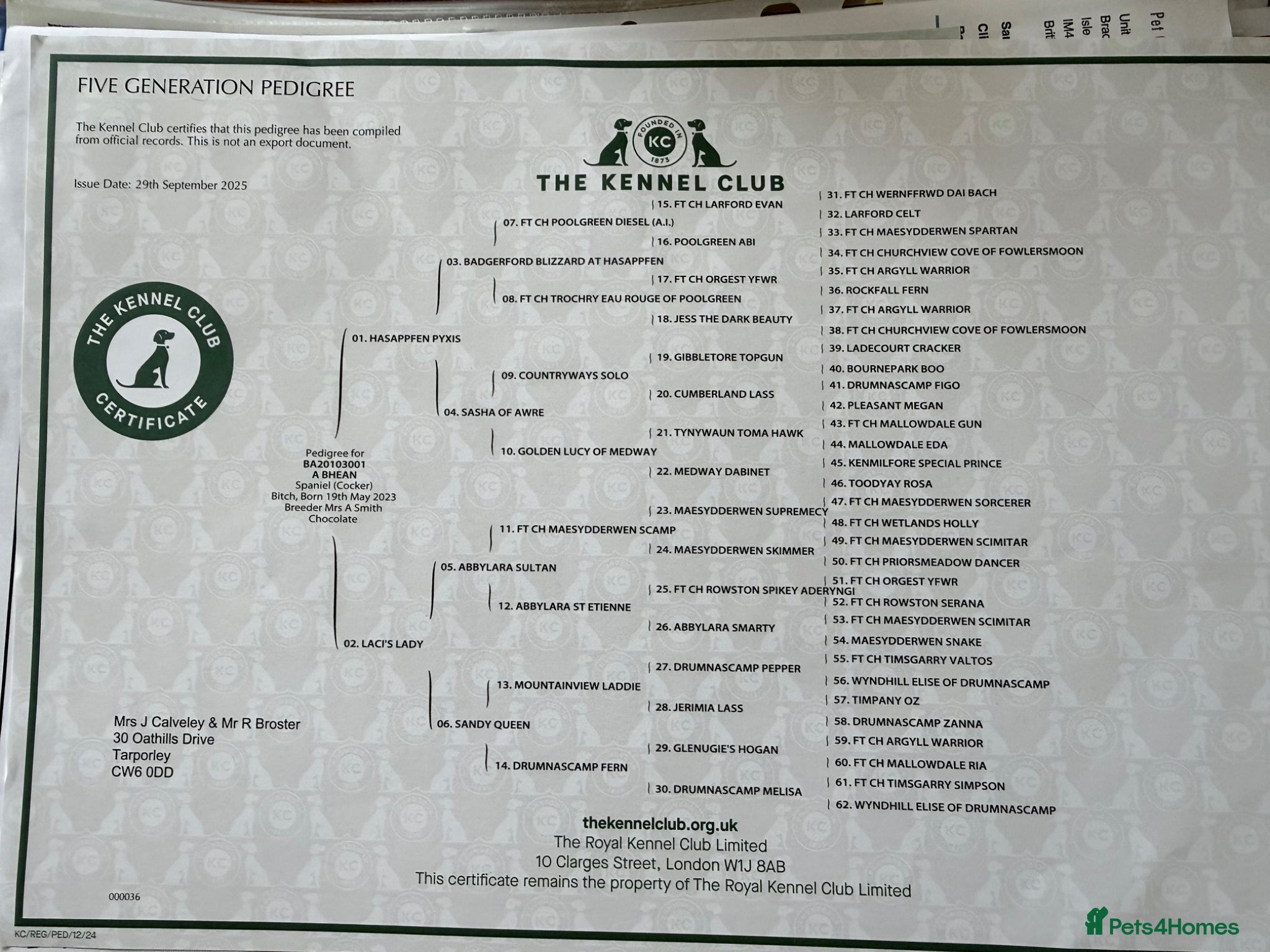 Cocker Spaniel dogs Stunning litter of KC registered Wcs  - Advert 2