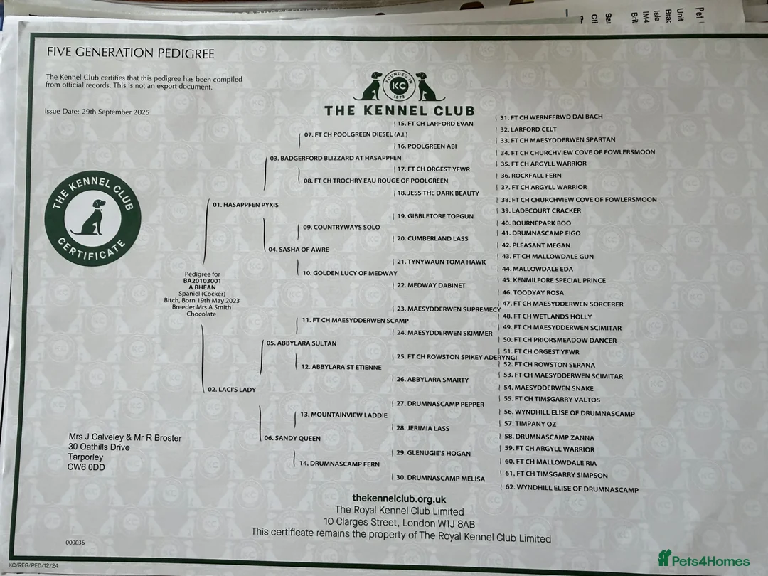 Cocker Spaniel dogs for sale: Stunning litter of KC registered Wcs  - Advert 2