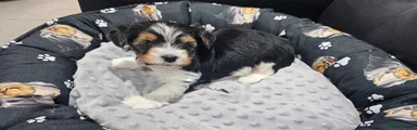 Yorkshire Terrier 2