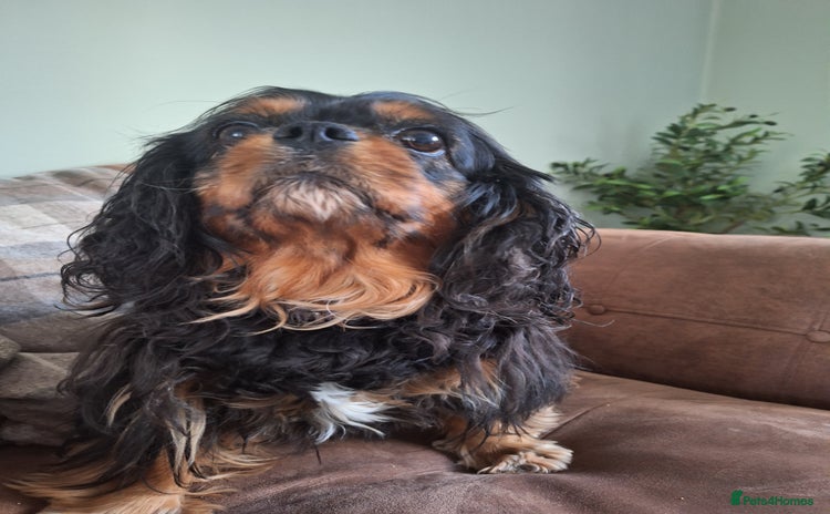 Cavalier King Charles Spaniel dogs - Advert 1