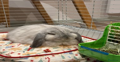 English Lop rabbits - Advert 15