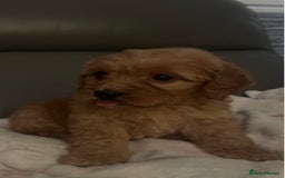 Cockapoo dogs for sale: 5 beautiful F1 cockerpoos  - Image 4