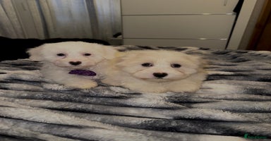 Bichon Frise dogs - Advert 1