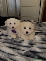 Bichon Frise dogs - Advert 1