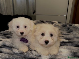Bichon Frise dogs - Advert 5