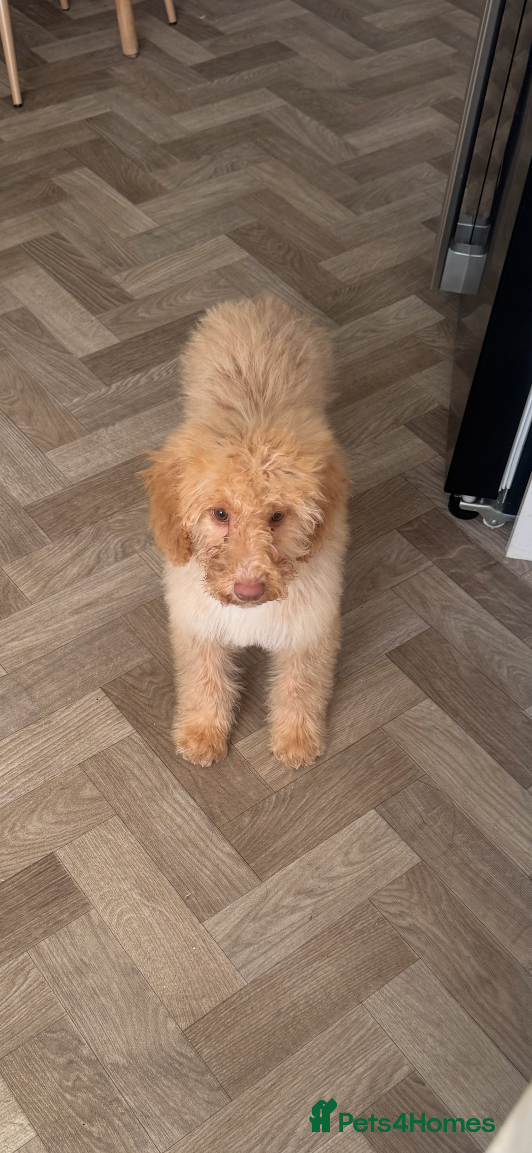 Cockapoo dogs for sale: cockapoo girl - Advert 7