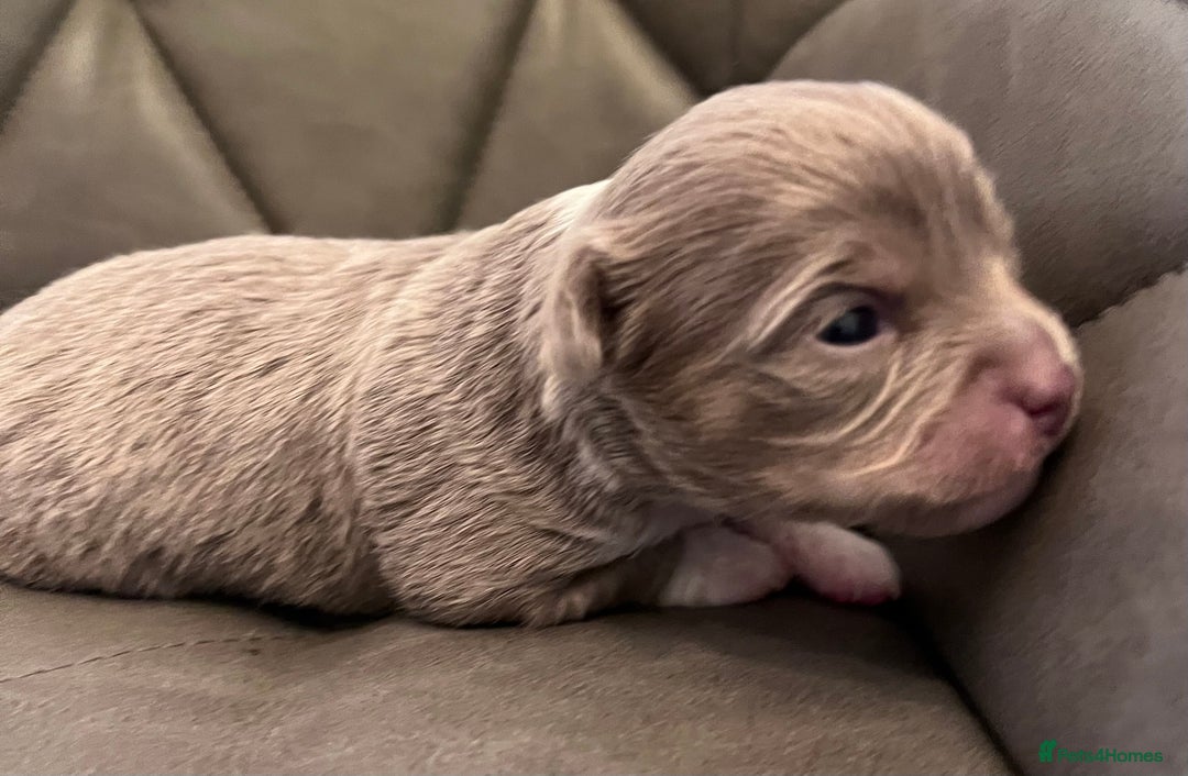 Chihuahua dogs for sale: chihuahua boy puppies  - Advert 14