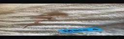Mouse rodents for sale: Baby mice  - Advert 8