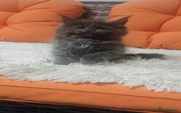 Maine Coon cats for sale: Tica registered maine coon giants kittens £1300 - Image 6