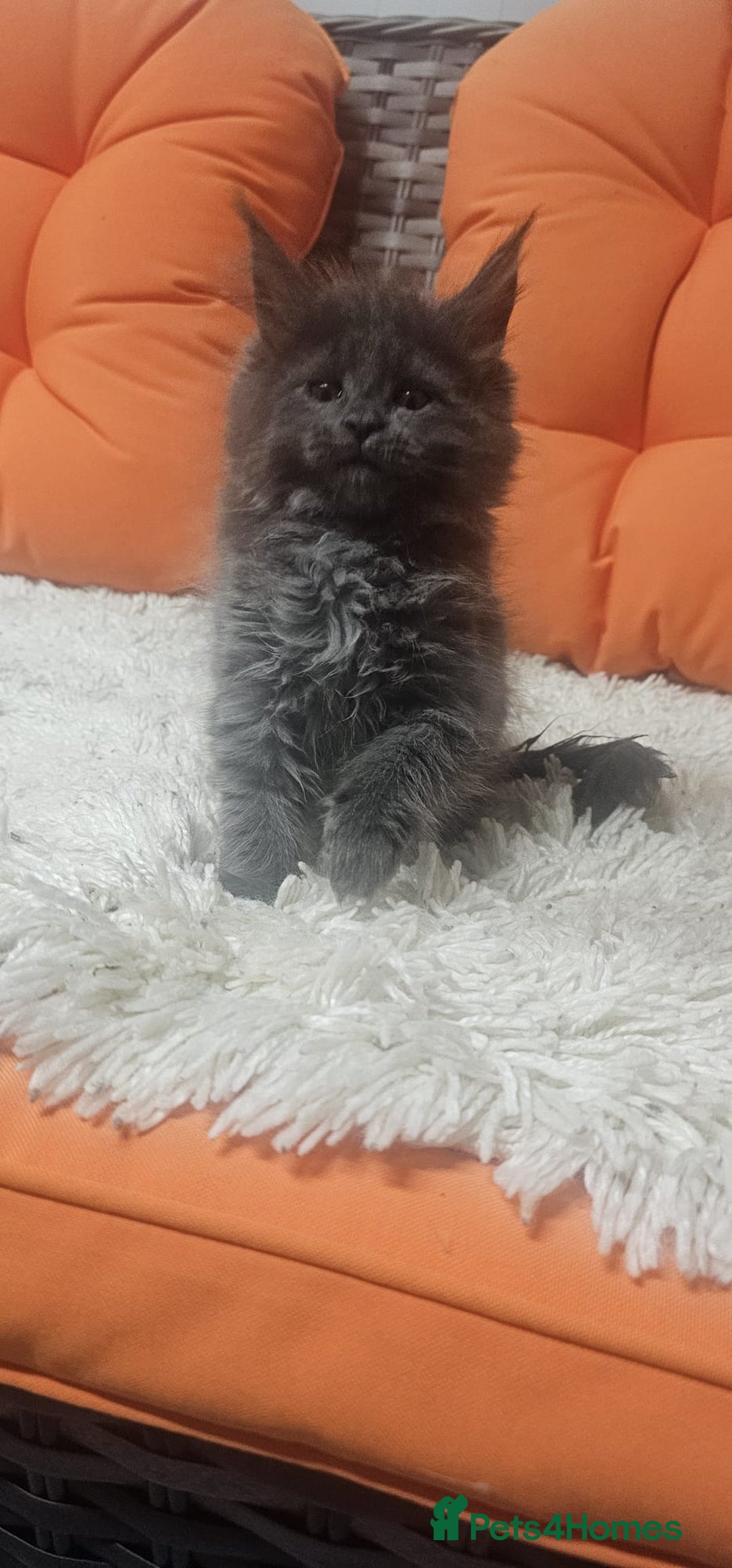 Maine Coon cats for sale: Tica registered maine coon giants kittens £1300 - Image 6