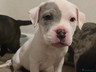 American Bull Staffy dogs Ready to leave Friday ❤️STAFF x American Bull❤️❤️ - Advert 1