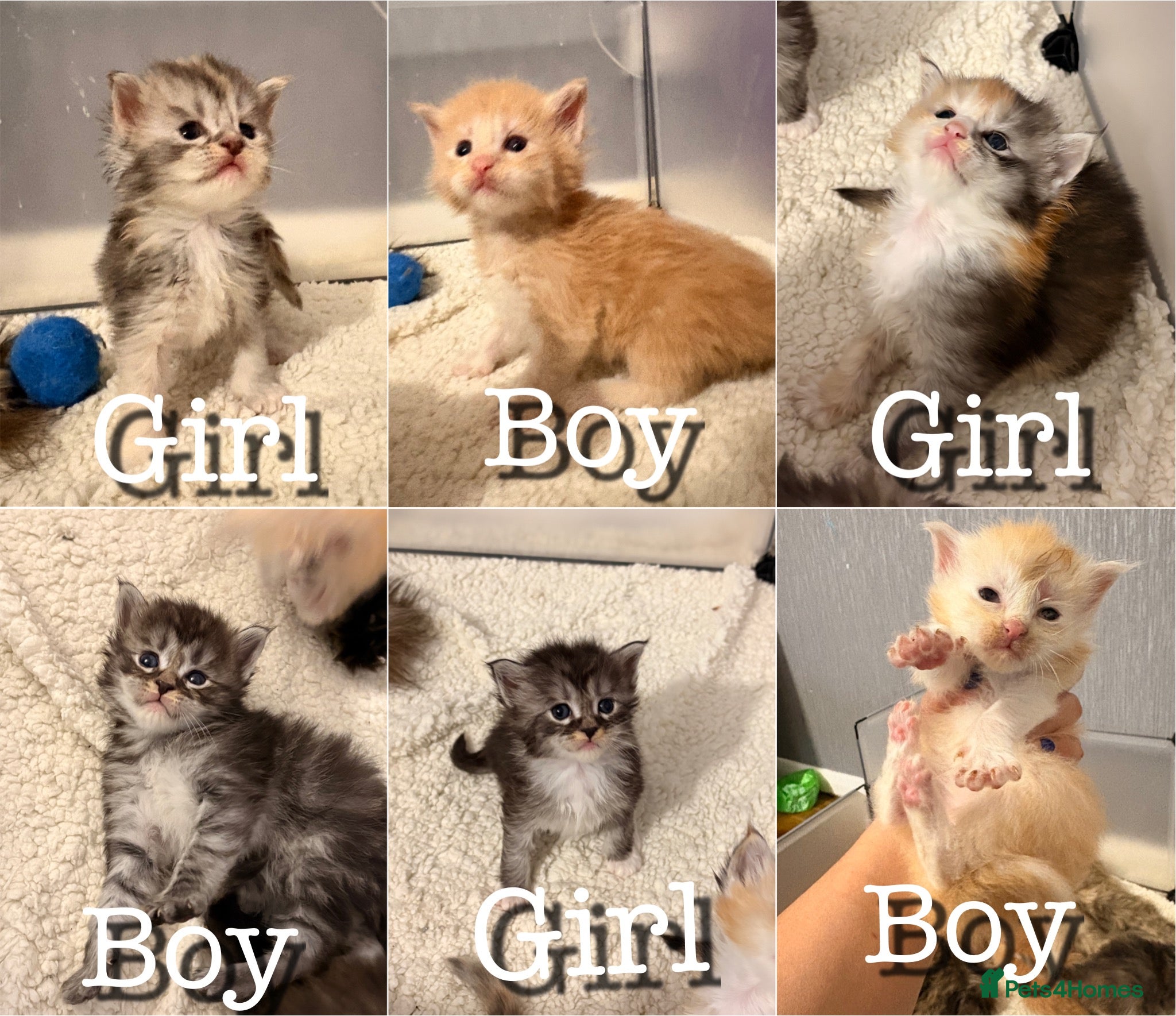 Maine Coon cats Sweet TICA register kitten 🐈‍⬛  - Advert 12