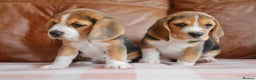 Beagle dogs for sale: Quality Health Tested Beagle Puppies - Advert 8